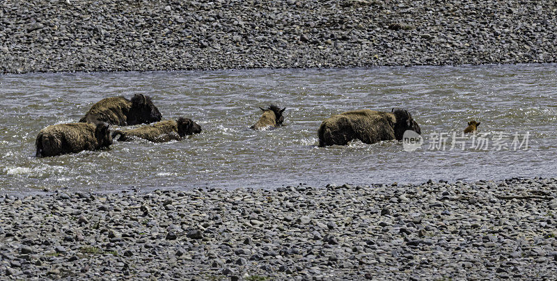 美国野牛或简称野牛(bison bison)，也通常被称为美国水牛或简称水牛，黄石国家公园，怀俄明州。穿过一条河。